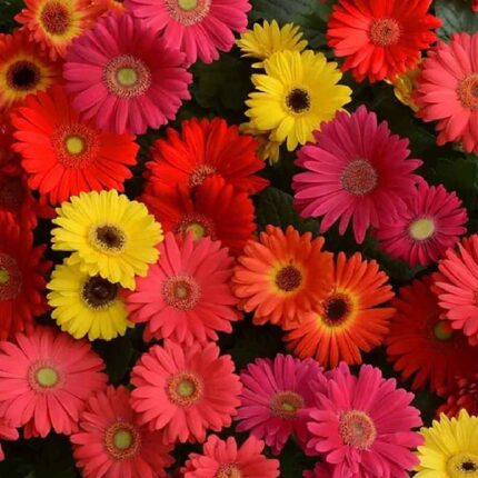 Gerbera Jamesoni Mix seeds — Crisp, Organic seed pack | Native Indian Organics