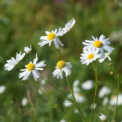German Chamomile seeds — Nutrient-dense, Organic seed pack | Native Indian Organics |