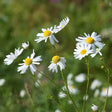 German Chamomile seeds — Nutrient-dense, Organic seed pack | Native Indian Organics |