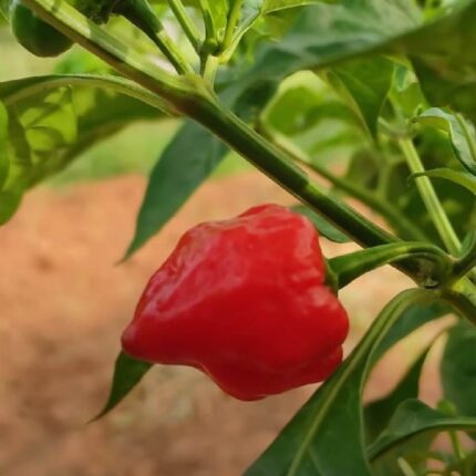 Ghee Chilli seeds — Tender, Nutrient-dense seed pack | Native Indian Organics