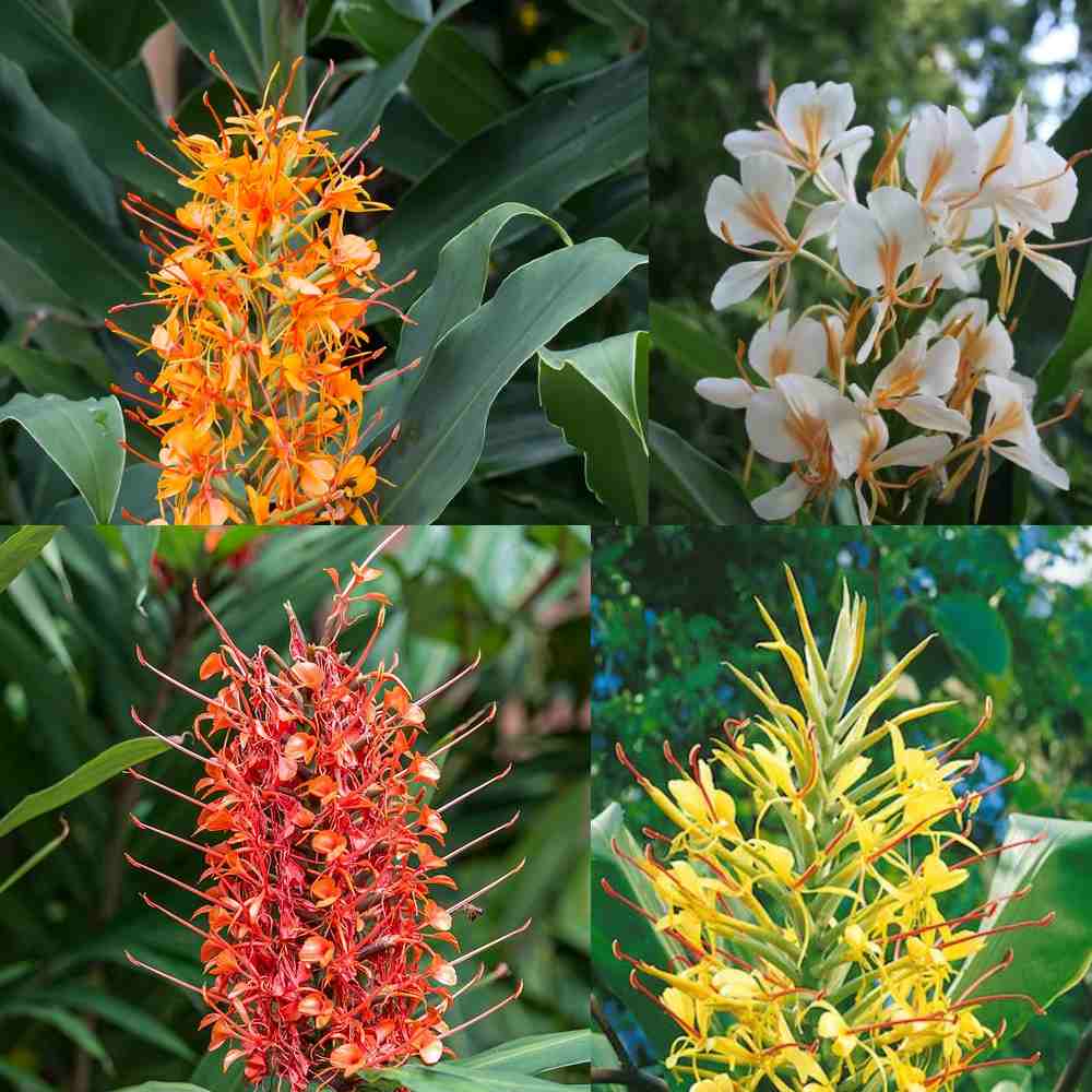 Ginger Lily Bulbs Mix Pack of 3