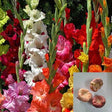 Gladiolus Mix Color Flower Bulbs Pack of 3 pack of 3 — Crisp, Organic seed pack | Native Indian Organics