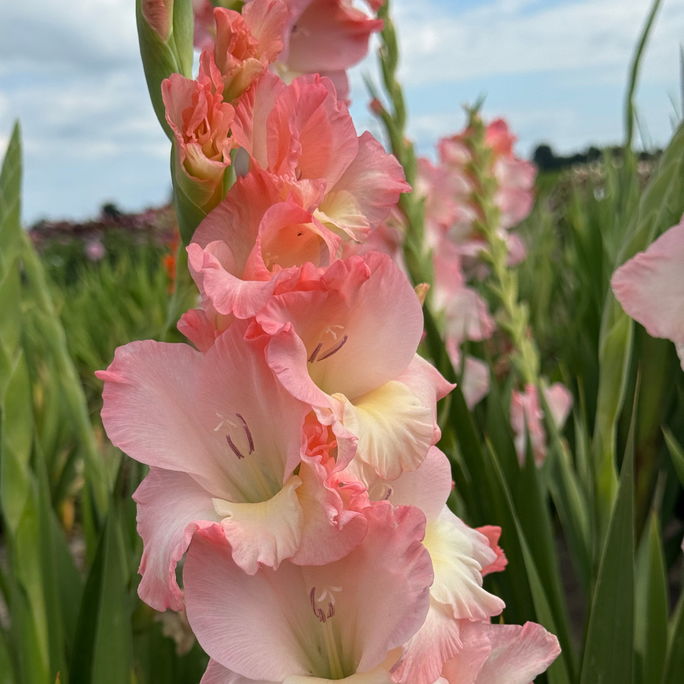 Gladiolus Rose Pink Flower Bulbs Pack of 2