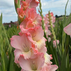 Gladiolus Rose Pink Flower Bulbs Pack of 2