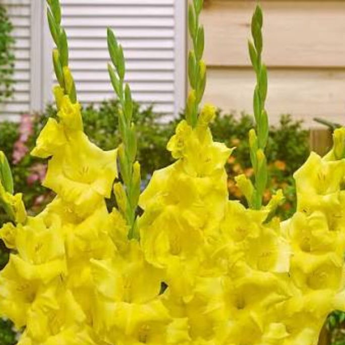 Gladiolus Yellow Flower Bulbs Pack of 2