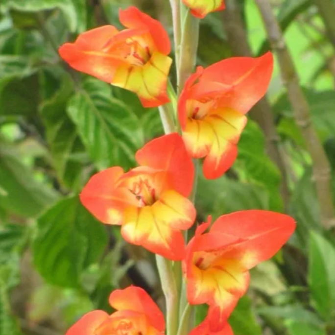 Gladiolus Yellow Red Flower Bulbs Pack of 2