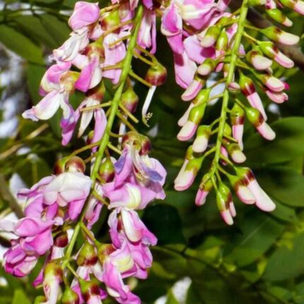 Gliricidia Tree seeds — Heirloom, Non-GMO seed pack | Native Indian Organics