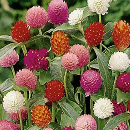 Gomphrena Globosa Flower Seeds Mix — Organic, High germination seed pack | Native Indian Organics