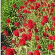 Gomphrena Strawberry Fields seeds — Tender, Nutrient-dense seed pack | Native Indian Organics