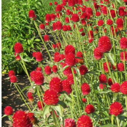 Gomphrena Strawberry Fields seeds — Tender, Nutrient-dense seed pack | Native Indian Organics