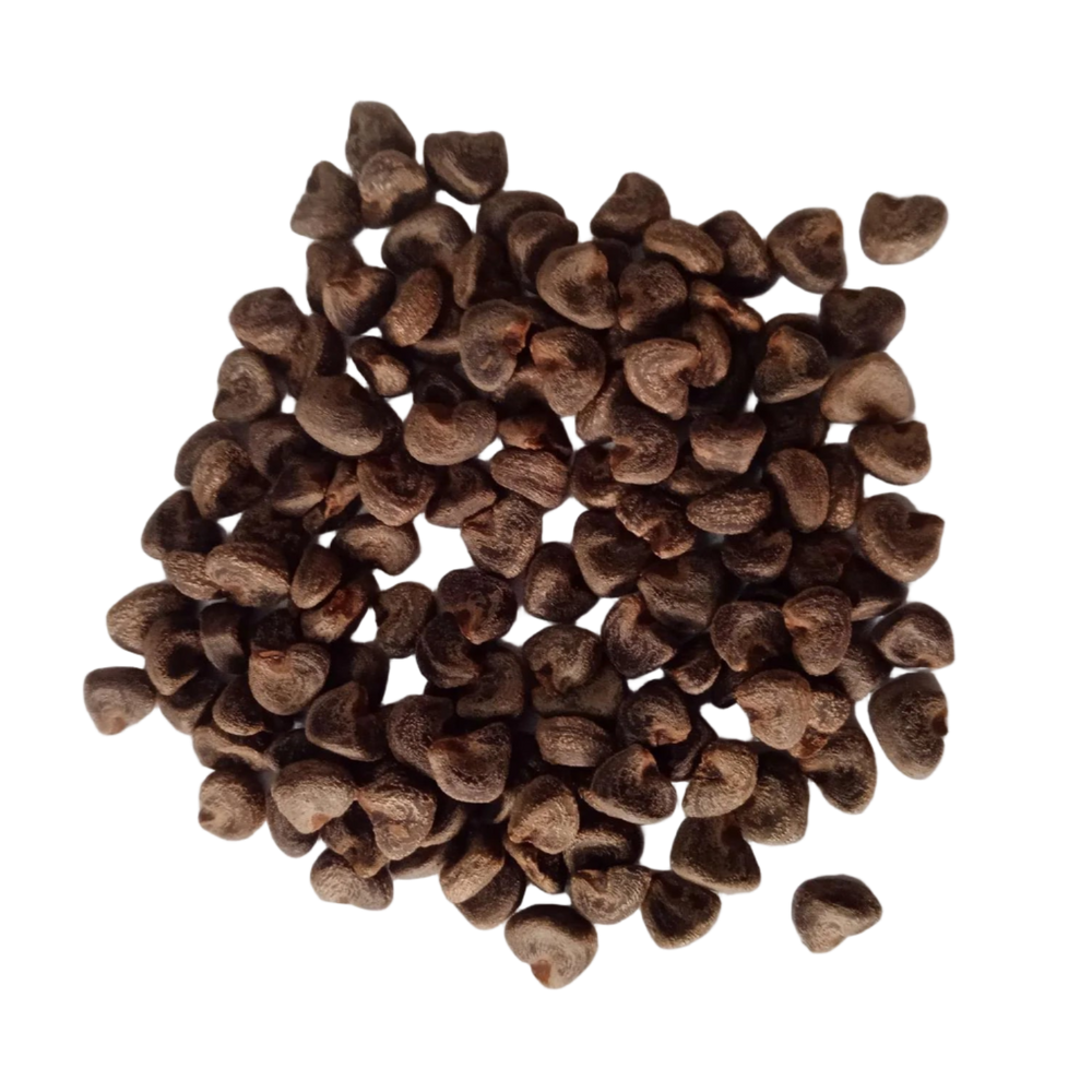 Gongura Seeds Pulicha Keerai - Natural Seeds | Native Indian Organics