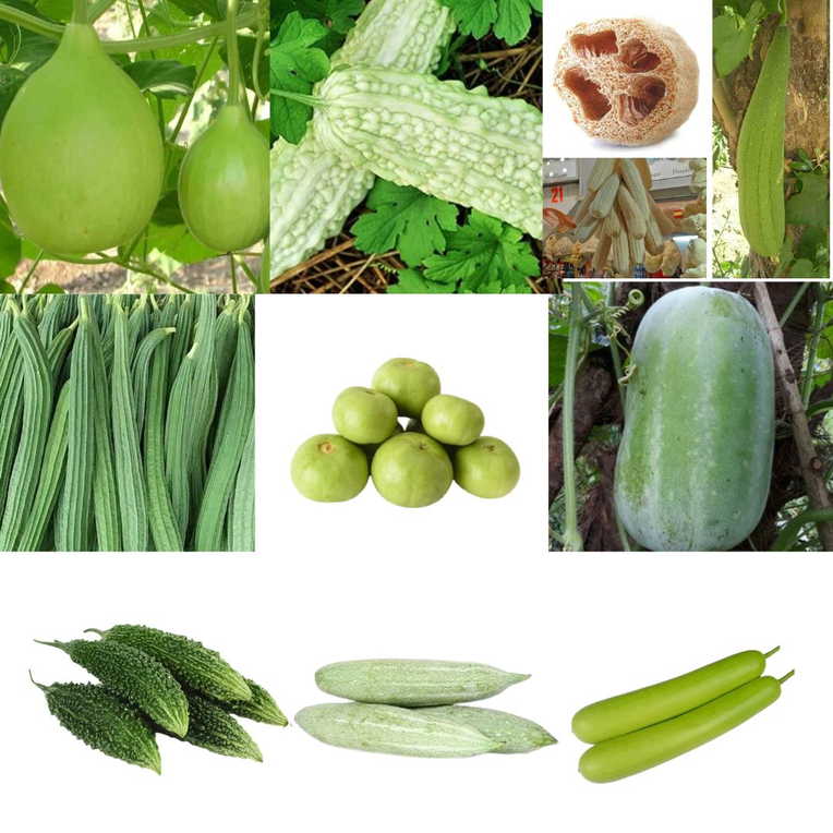 Gourd seeds combo pack of 9