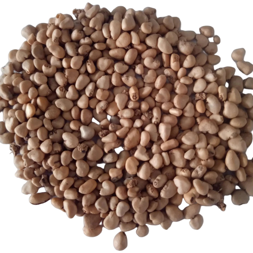 Guava Pink Fruit Seeds - Organic , Non - GMO Fresh Seeds | Native Indian Organics