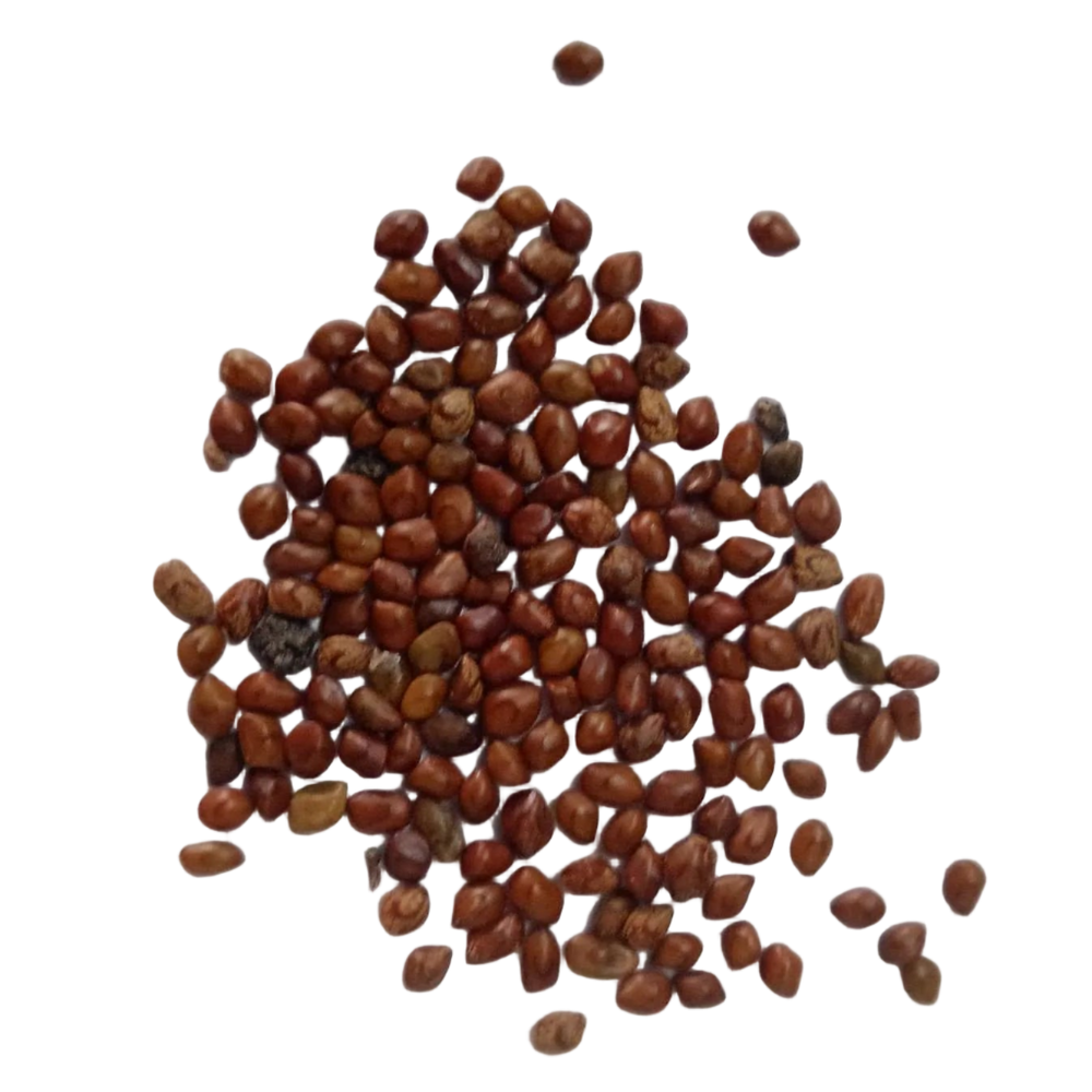 Hedge Lucerne Seeds - Fresh and Natural seed pack | Native Indian Organics