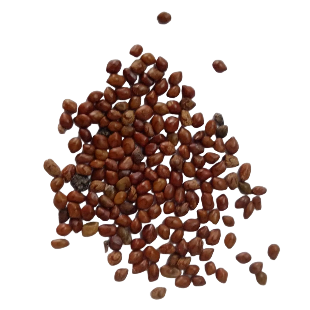 Hedge Lucerne Seeds - Fresh and Natural seed pack | Native Indian Organics