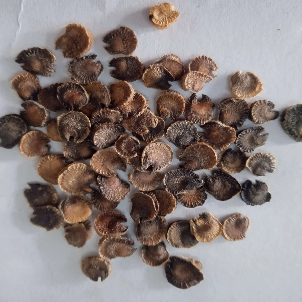 Hollyhock seeds mix double dwarf seeds — Organic and Vibrant Colourful seeds | Native Indian Organics