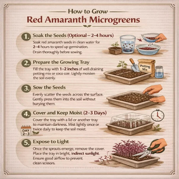 Step-by-step guide on how to grow red amaranth microgreens with illustrations and text.