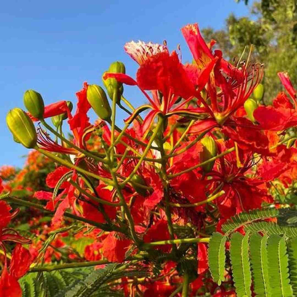 Gulmohar Tree seeds - Red flowers with green leaves against a blue sky