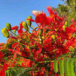 Gulmohar Tree seeds - Red flowers with green leaves against a blue sky