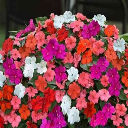 Impatiens Baby Mix — Native, Aromatic seed pack | Native Indian Organics