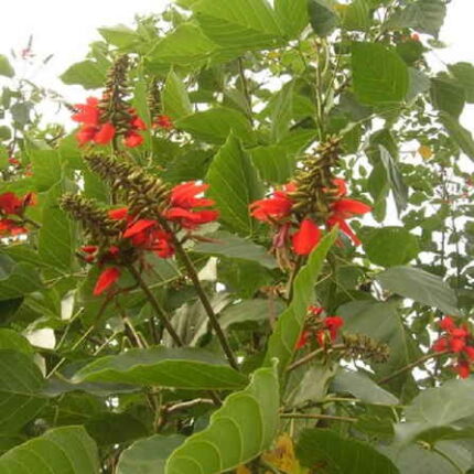 Indian Coral Tree Seeds — Native, Aromatic seed pack | Native Indian Organics