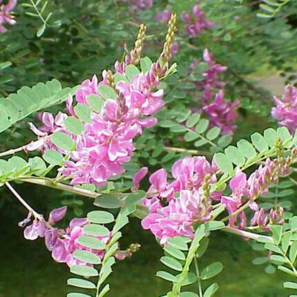 Indigo Flower Seeds — Tender, Nutrient-dense seed pack | Native Indian Organics | Pink flowering plant with green leaves on a blurred natural background