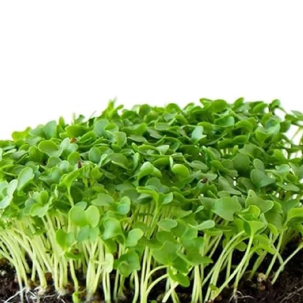 Kale Green Microgreens seeds 30g