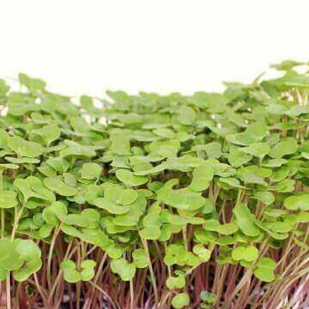 Kale Purple Microgreens seeds 30g