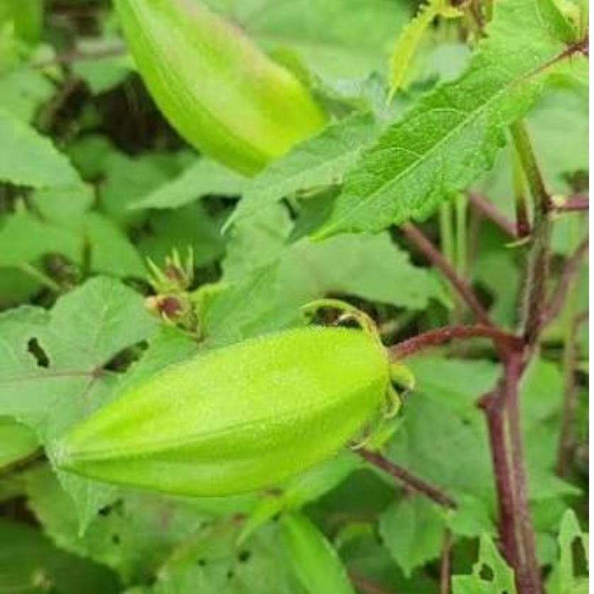 Musk Okra Or Kasturi vendai seeds