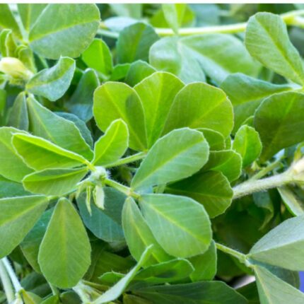 Kasturi Methi Seeds — Aromatic, Organic seed pack | Native Indian Organics