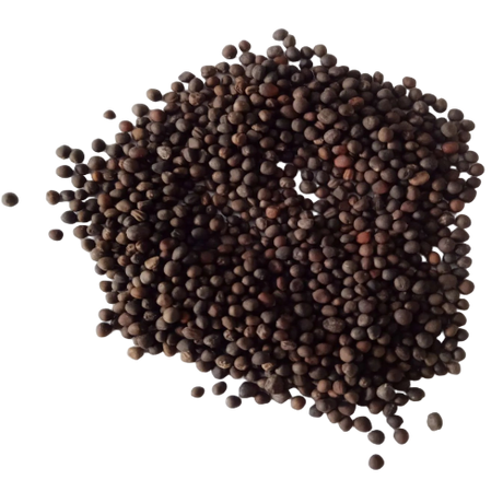 Knol Khol seeds — Organic , Non-GMO seeds | Native Indian Organics