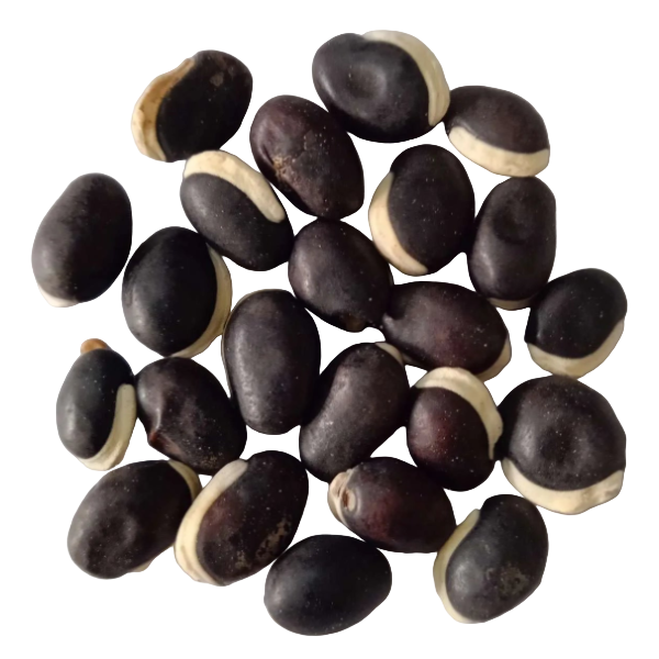 Kozhi avarai vegetable seeds — Non - Chemical , Organic seed | Native Indian Organics