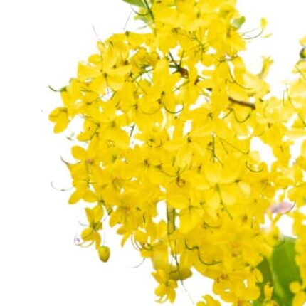 Golden shower Tree seeds (kondrai) — Fast-growing, Heirloom seed pack | Native Indian Organics