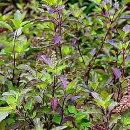 Krishna Tulsi Seeds (Holy Basil Seeds) — Aromatic, Organic seed pack | Native Indian Organics | Close-up of green and purple leafy plants