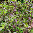 Krishna Tulsi Seeds (Holy Basil Seeds) — Aromatic, Organic seed pack | Native Indian Organics | Close-up of green and purple leafy plants