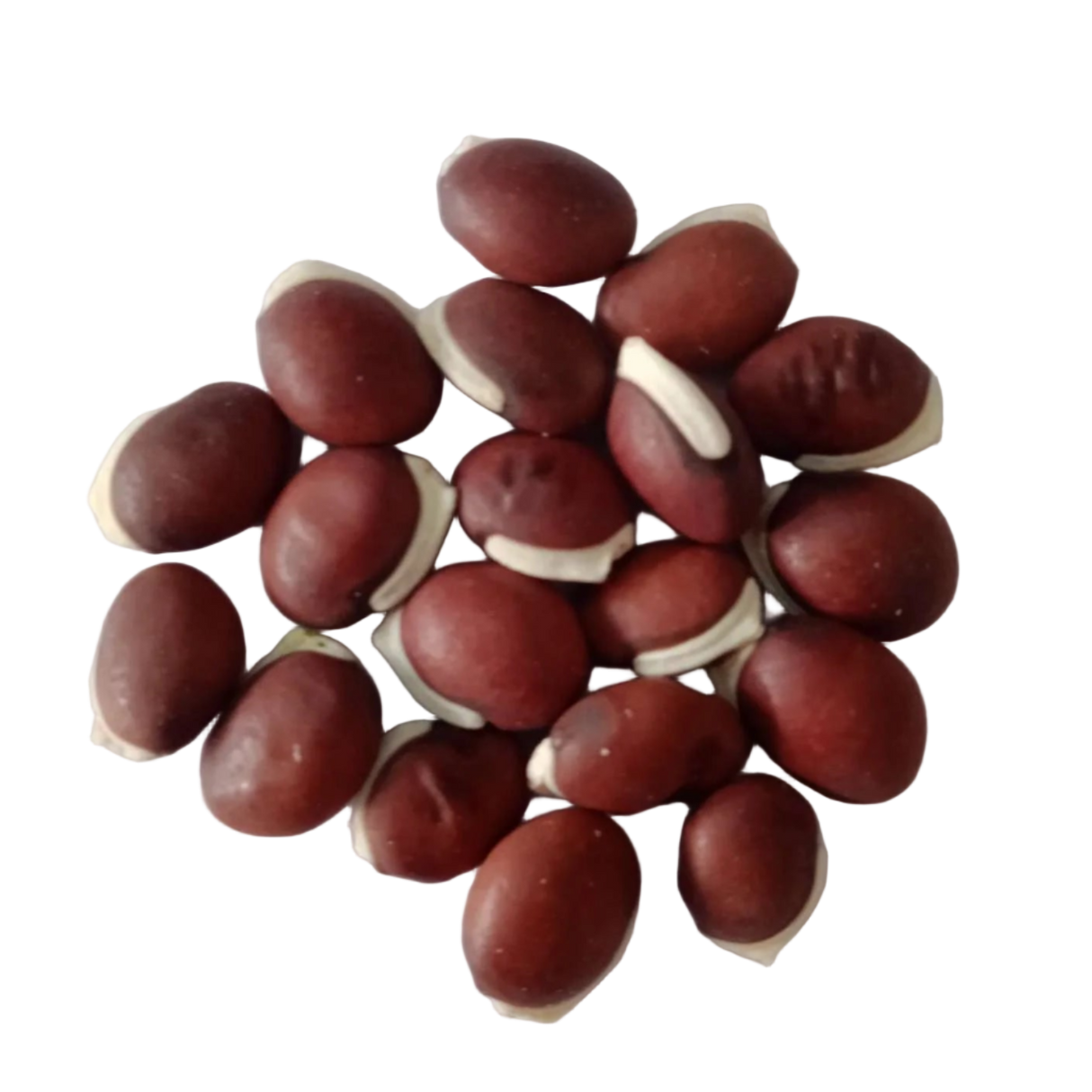 Lablab Beans seeds — Organic , Fresh and Natural | Native Indian Organics