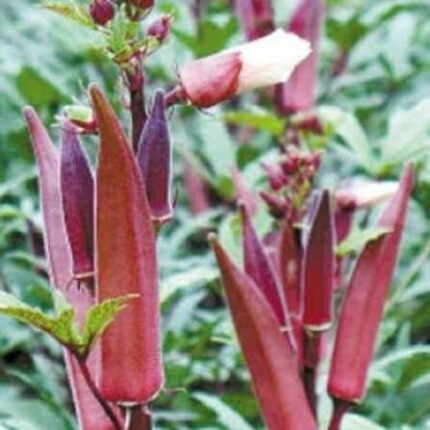 Red Lady Finger seeds — Native, Aromatic seed pack | Native Indian Organics