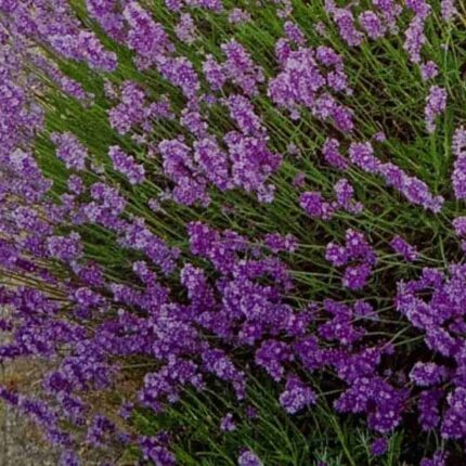 Lavender flower seeds — Heirloom, Non-GMO seed pack | Native Indian Organics | Close-up of a field of lavender flowers with a blurred background