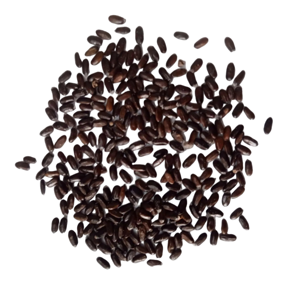 Lavender flower seeds - Organic, Natural and Fresh Seeds | Native Indian Organics |