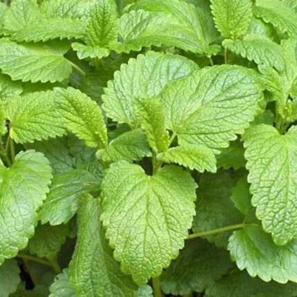 Lemon Balm seeds — High germination, Tender seed pack | Native Indian Organics