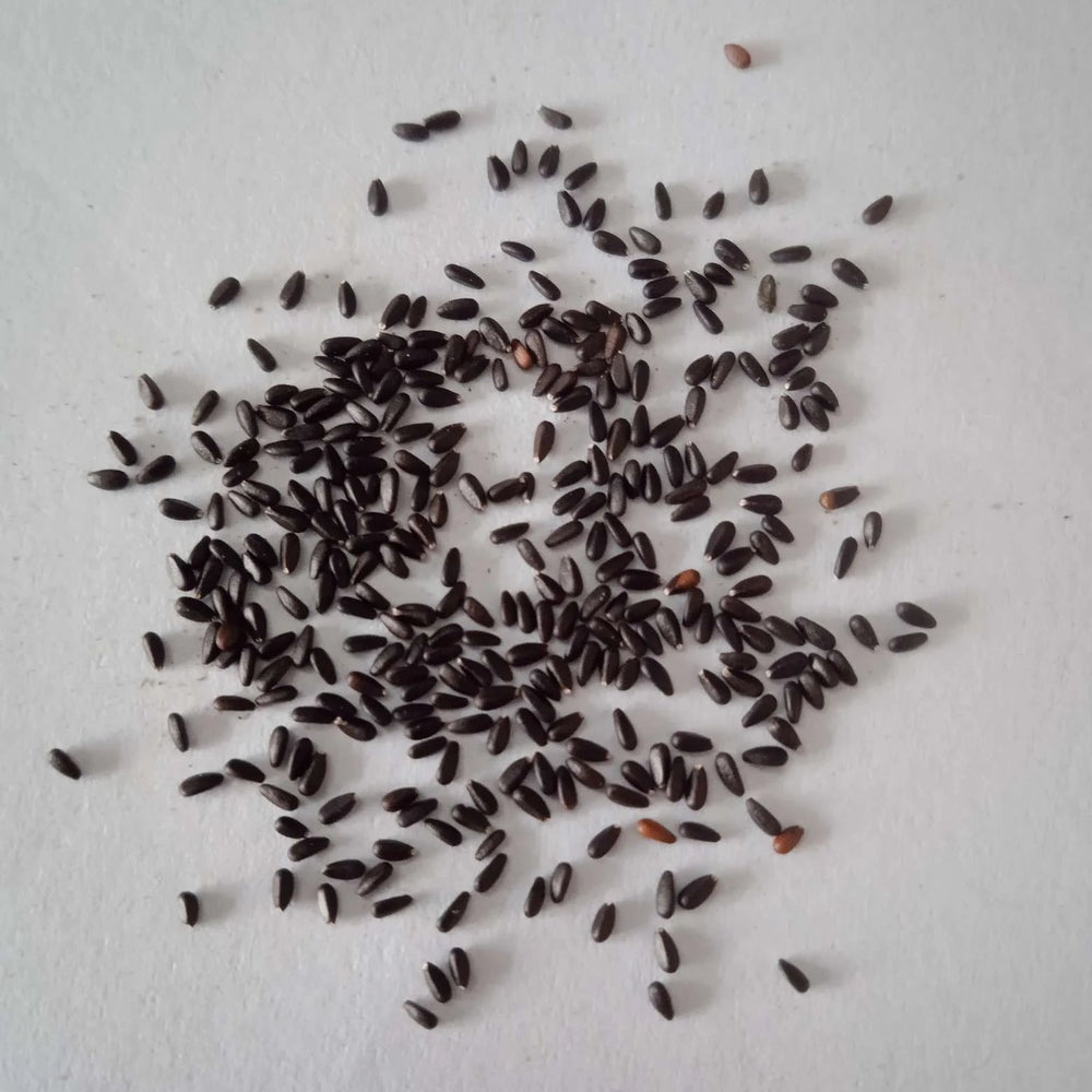 Lemon Balm seeds — Organic, Fresh and Aromatic Seeds | Native Indian Organics