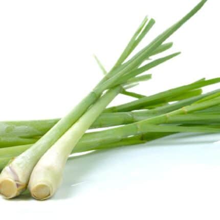 Lemongrass Seeds — Native, Aromatic seed pack | Native Indian Organics