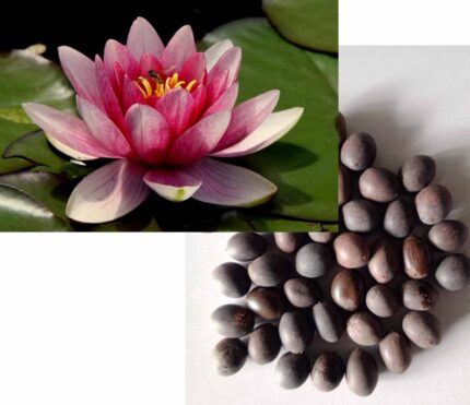 Lotus Seeds — Aromatic, Fast-growing seed pack | Native Indian Organics