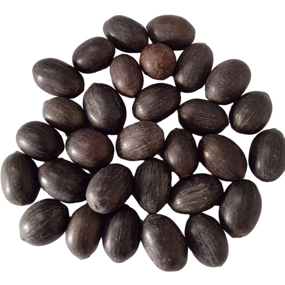 Lotus Seeds - High Germinated Organic Seeds | Native Indian Organics