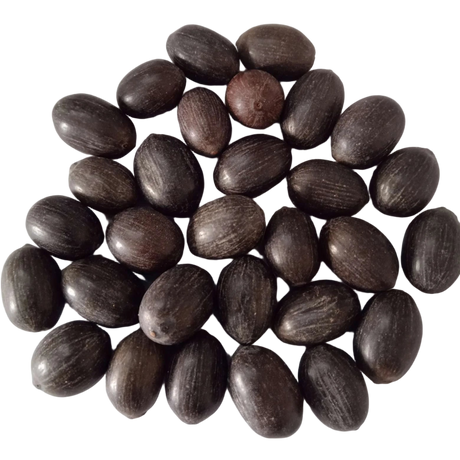 Lotus Seeds - High Germinated Organic Seeds | Native Indian Organics