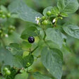 Black Nightshade Seeds — Nutrient-dense, Organic seed pack | Native Indian Organics