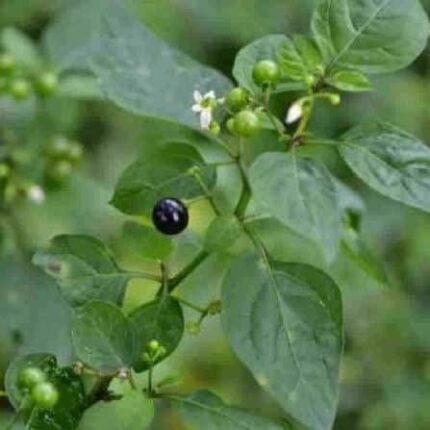 Black Nightshade Seeds — Nutrient-dense, Organic seed pack | Native Indian Organics