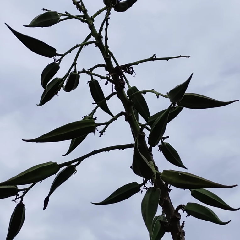 Tree Okra Or Mara vendai Seeds