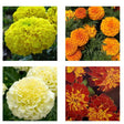 Marigold Combo Pack of 4 pack of 4 — Nutrient-dense, Organic seed pack | Native Indian Organics