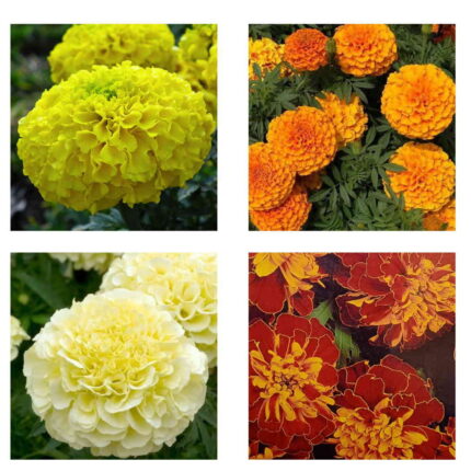 Marigold Combo Pack of 4 pack of 4 — Nutrient-dense, Organic seed pack | Native Indian Organics
